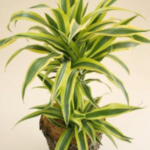 観葉植物