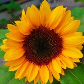 夏といえば・・ひまわりを飾りたい! 1 32913377 s
