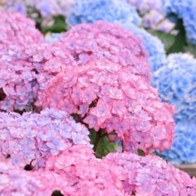 紫陽花(あじさい)が美しい季節になりました 2 1fba8a75a71fd7301e0999c0ae1a1d91