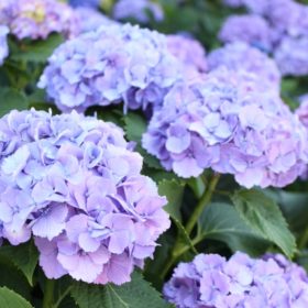 紫陽花(あじさい)が美しい季節になりました 1 97fdf3693d9d06fa7ed8be6f67e0026d