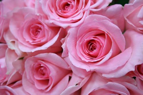 本数指定OK バラの花束 1 本数指定OK バラの花束