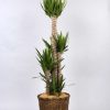 観葉植物 ユッカ-10号鉢 2 34595893