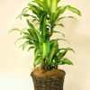 観葉植物 マッサンゲアーナ(幸福の木)-7号鉢 2 5060343