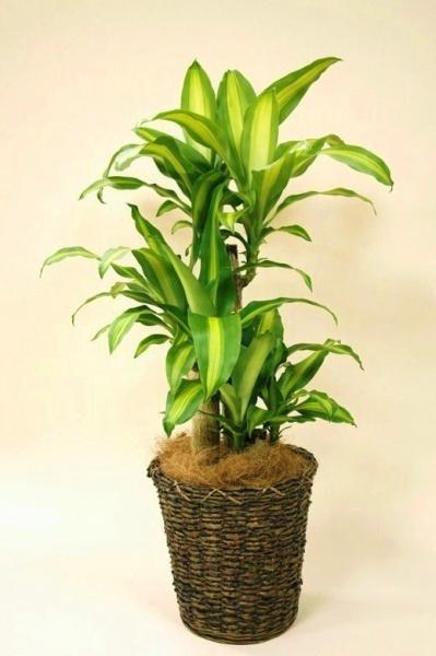 観葉植物 マッサンゲアーナ(幸福の木)-7号鉢 1 観葉植物 マッサンゲアーナ(幸福の木)-7号鉢