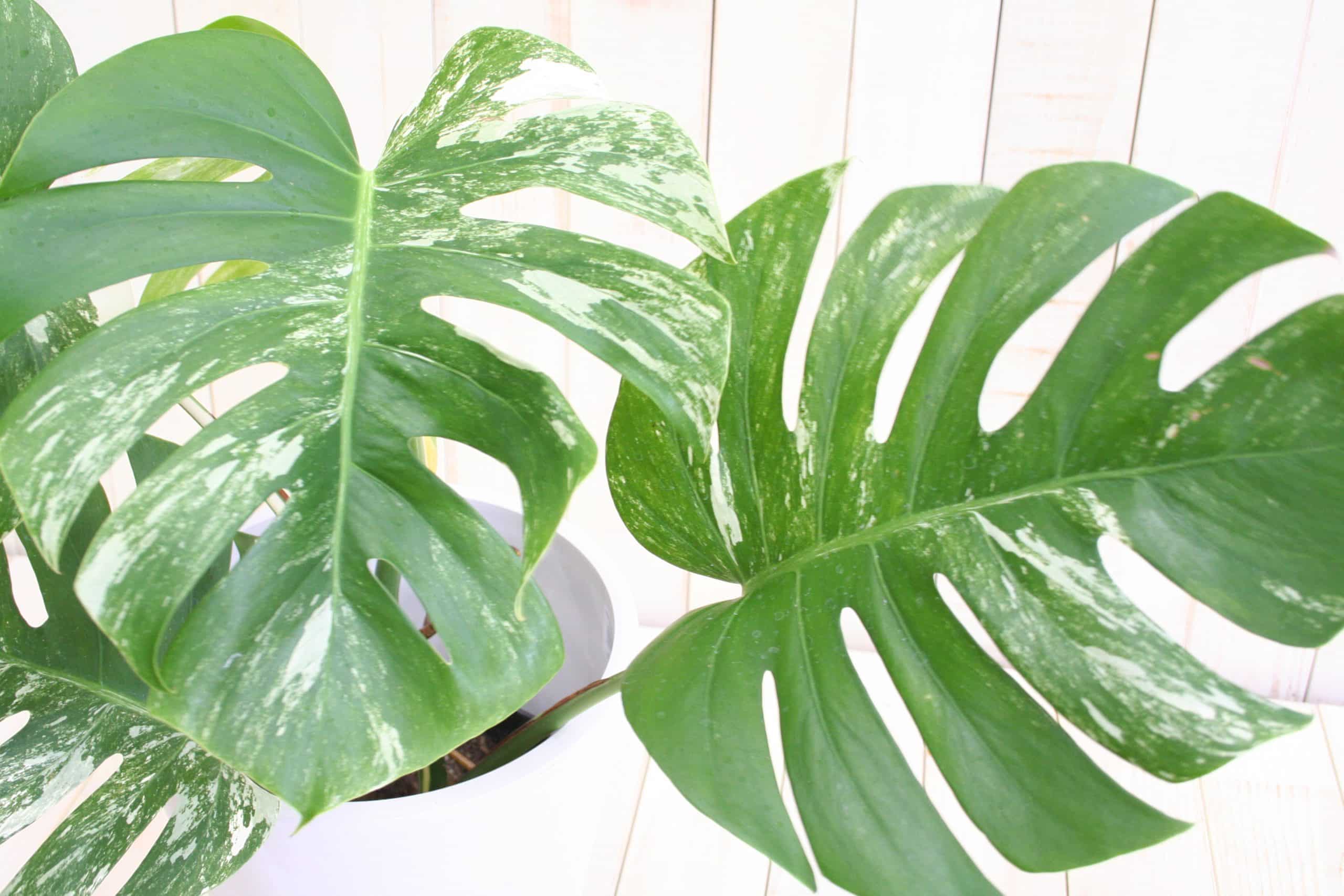 【希少!】観葉植物 斑入りモンステラ-6号 3 【希少!】観葉植物 斑入りモンステラ-6号 - 画像 (3)