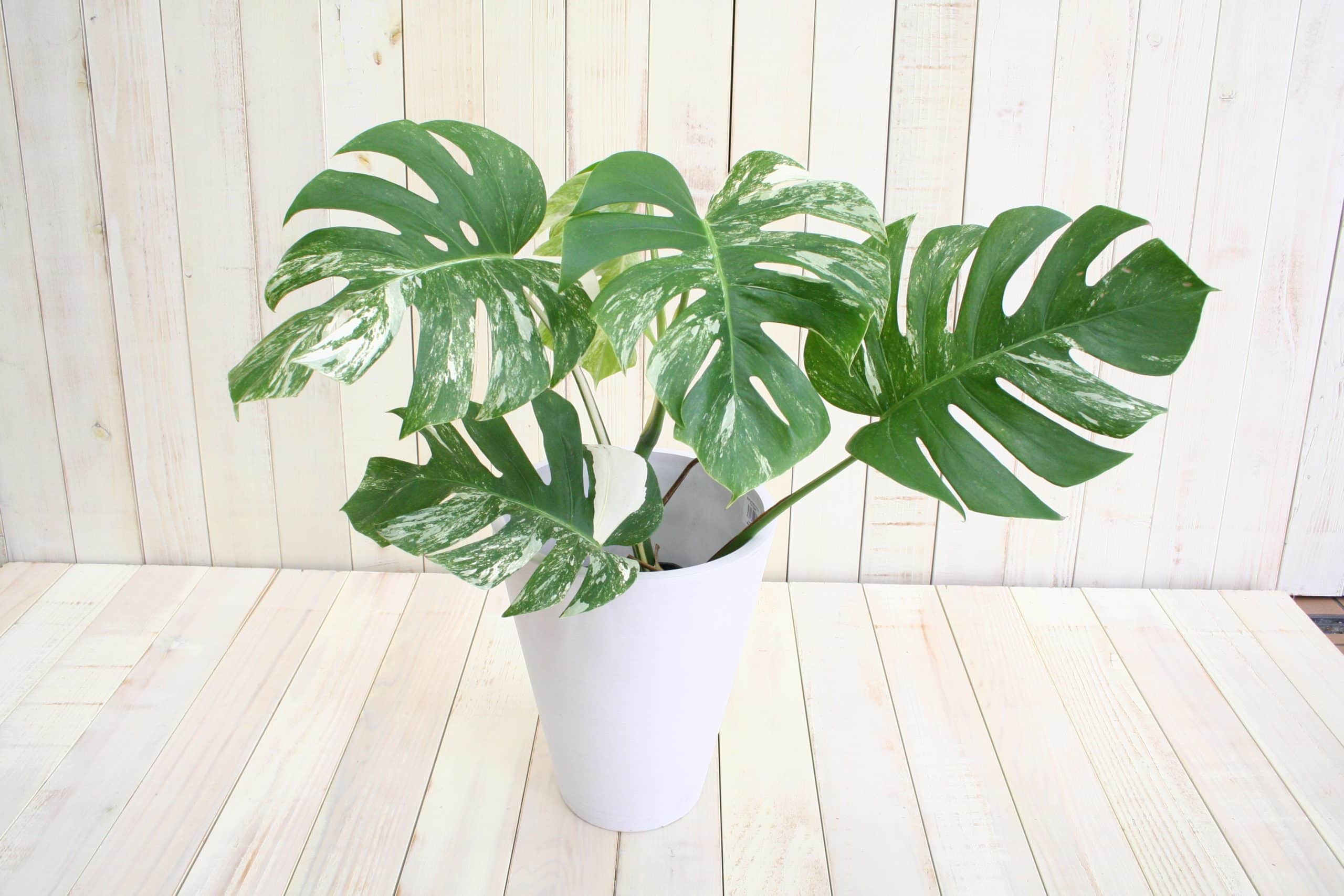 【希少!】観葉植物 斑入りモンステラ-6号 2 【希少!】観葉植物 斑入りモンステラ-6号 - 画像 (2)