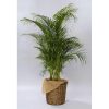 観葉植物 アレカヤシ-10号鉢 3 ing 15 areka