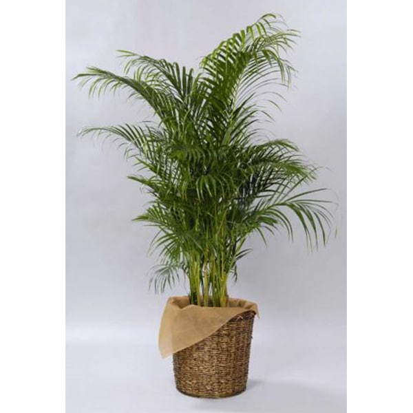 観葉植物 アレカヤシ-10号鉢 1 観葉植物 アレカヤシ-10号鉢