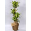 観葉植物 マッサンゲアーナ(幸福の木)-10号鉢 3 ing 15 massan