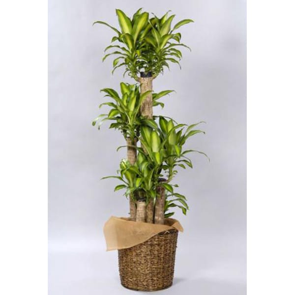 観葉植物 マッサンゲアーナ(幸福の木)-10号鉢 1 観葉植物 マッサンゲアーナ(幸福の木)-10号鉢