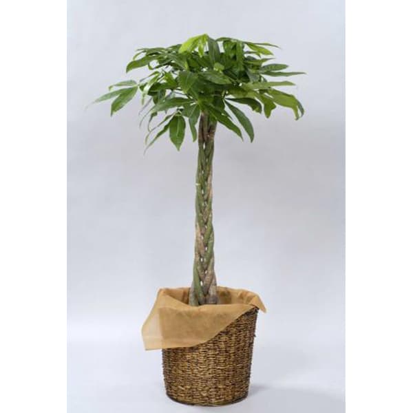 観葉植物 パキラ-10号鉢 1 観葉植物 パキラ-10号鉢