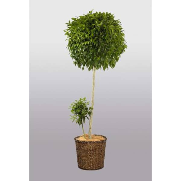 観葉植物 ベンジャミン-10号鉢 1 観葉植物 ベンジャミン-10号鉢