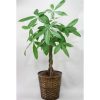 観葉植物 パキラ-7号鉢 3 ing 5 pakira