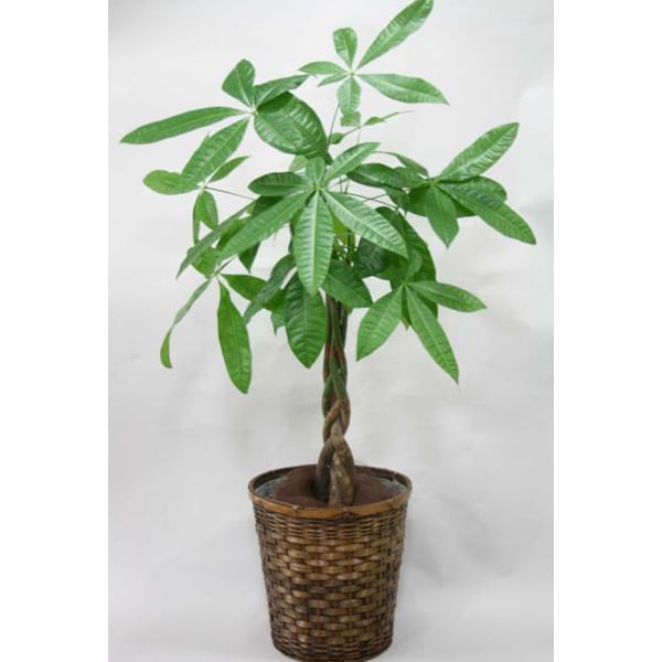 観葉植物 パキラ-7号鉢 1 観葉植物 パキラ-7号鉢