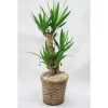 観葉植物 ユッカ(青年の木)-7号鉢 2 ing 5 yukka