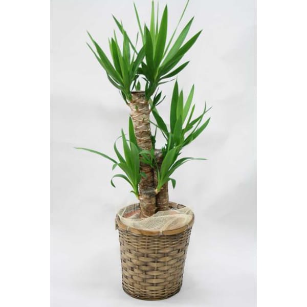 観葉植物 ユッカ(青年の木)-7号鉢 1 観葉植物 ユッカ(青年の木)-7号鉢