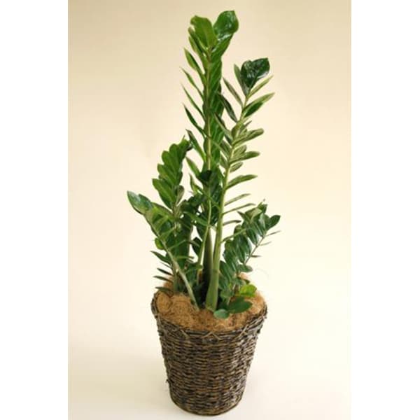 観葉植物 ザミオクルカス 1 観葉植物 ザミオクルカス