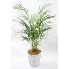 観葉植物 アレカヤシ-8号鉢 2 ing 78 areka