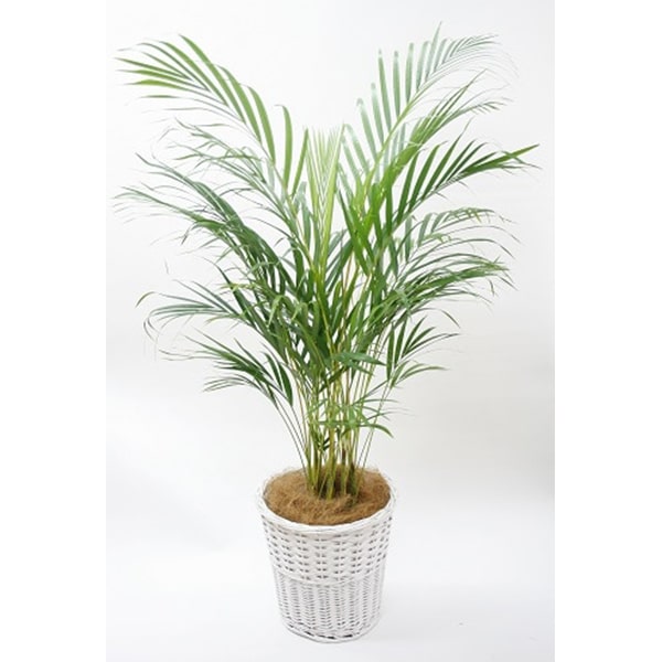 観葉植物 アレカヤシ-8号鉢 1 観葉植物 アレカヤシ-8号鉢