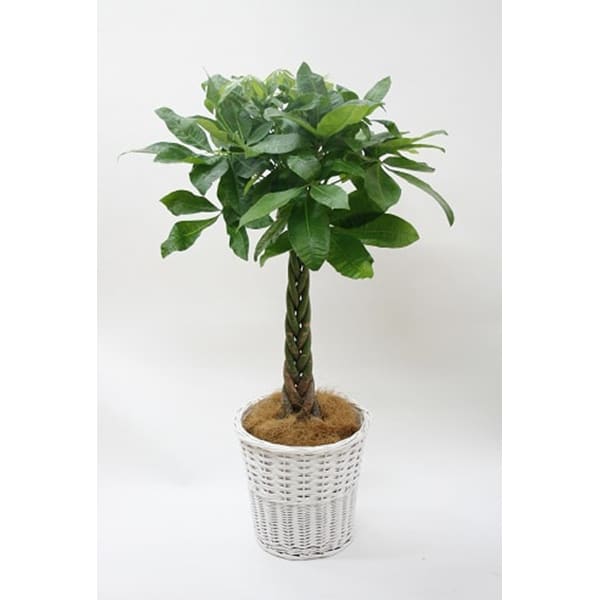 観葉植物 パキラ-8号鉢 1 観葉植物 パキラ-8号鉢