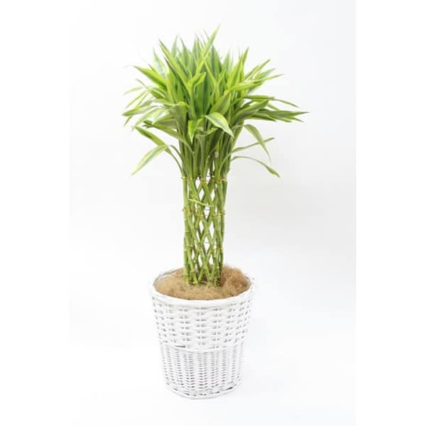 観葉植物 サンデリアーナ-8号鉢 1 観葉植物 サンデリアーナ-8号鉢