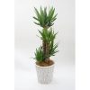 観葉植物 ユッカ(青年の木)-8号鉢 2 ing yukkaEle 94