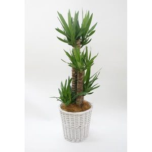 観葉植物