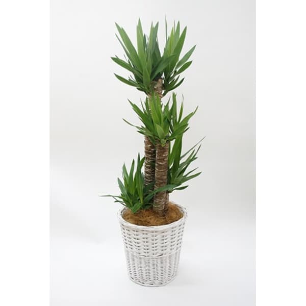 観葉植物 ユッカ(青年の木)-8号鉢 1 観葉植物 ユッカ(青年の木)-8号鉢