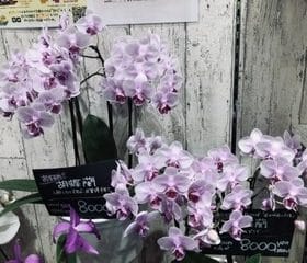 ミディ胡蝶蘭入荷しました♪ 1 9D907CA0 AB38 49FD 81F6 5DBC0F737714