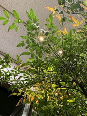 縁起の良い植物「南天」 2 1E8EBA2E 6728 452B 9401 C70B7E343CDA