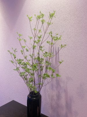 「満点星」の異名をとる枝物 4 22A32381 6A90 40AD 8837 22301528D95A