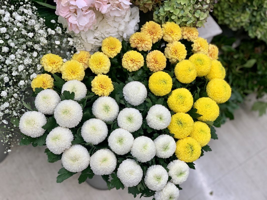 満月を連想させる花 1 29ADDBE4 86F6 456E A80F 4968BA3A746D