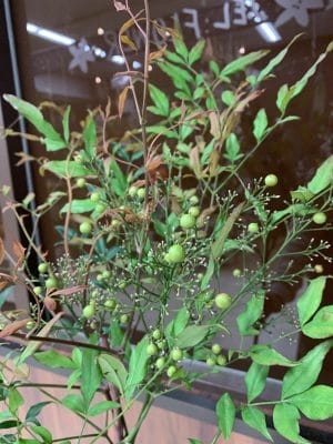 縁起の良い植物「南天」 3 41E828EF CD31 4B39 A3CF 8B6AB7B095C8