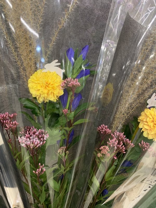 満月を連想させる花 2 551ED2E1 E9AE 44DE A0F2 FBDA0C7E0AF2