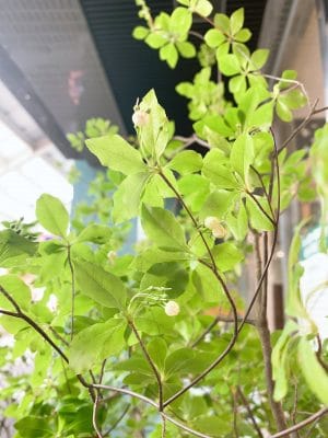 「満点星」の異名をとる枝物 3 5C0ED5FC 954C 4B5A 9209 D1CFB48322F3