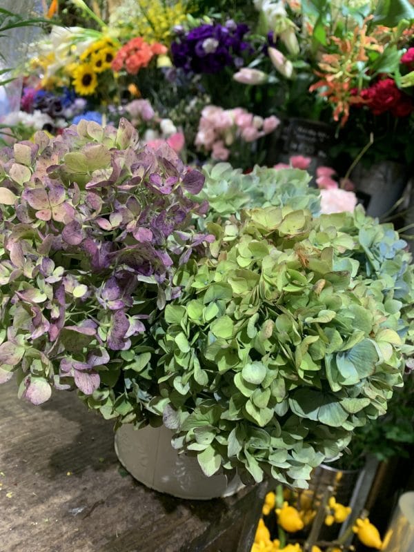 紫陽花入荷してます! 2 98FD3CD2 75BD 4F94 9F19 71AB2CEDB16E