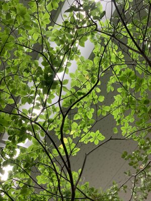 「満点星」の異名をとる枝物 2 B2C9D820 E34B 43F4 BA43 7C1CA8CB4F9D