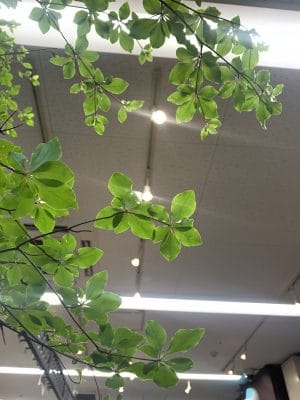 「満点星」の異名をとる枝物 1 E3E51CA7 B5C3 46F1 85BD EC835E6090FD