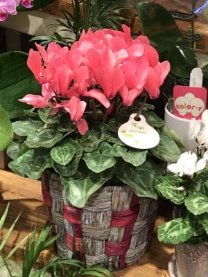 1603814259943