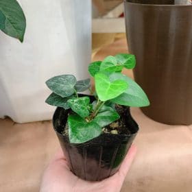 植え替えの基本 1 1FD4AE67 C36D 4DB0 A43B BB369CC0A29D
