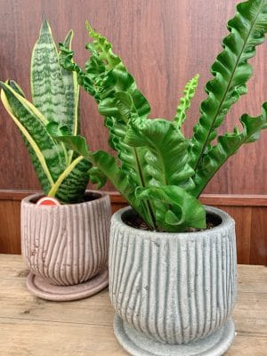 観葉植物でストレスフリー 1 26A0461D E61F 495E 8054 942FEFE84253
