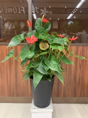 観葉植物でストレスフリー 5 380FA7AD DF32 4433 811C 4187BFE3F105