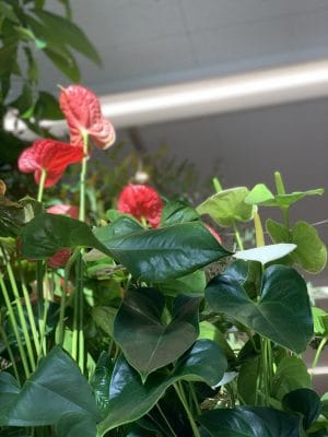 観葉植物でストレスフリー 2 7DABC92E 28DD 4CDC AA2B 6985682EEE55