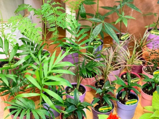観葉植物でストレスフリー 4 8869FB30 82AF 44D3 87D2 FE221C9F8EE9