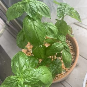 植え替えの基本 6 CA918F8B C1B8 4D07 BE00 EBA9F0EC3B7D