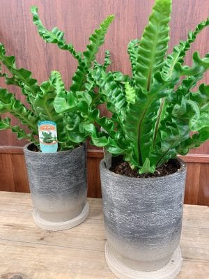 観葉植物でストレスフリー 3 F07F3E54 AECF 499C 8410 007768F5F71F