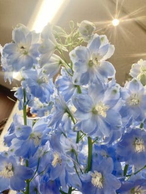 透明感のあるブルーのお花 1 0B17E7CB 6348 48B5 916F C51F1BCE070E