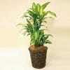観葉植物 マッサンゲアーナ(幸福の木)-8号鉢 3 102342455