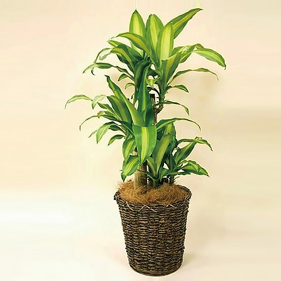 観葉植物 マッサンゲアーナ(幸福の木)-8号鉢 1 観葉植物 マッサンゲアーナ(幸福の木)-8号鉢