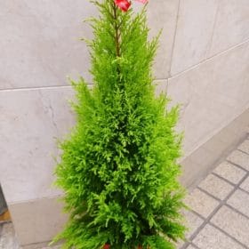 2020 11 29 13 25 48 008